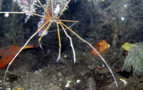 Yellowline Arrow Crab - Stenorhynchus seticornis