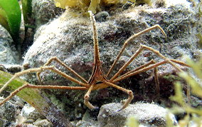 Yellowline Arrow Crab - Stenorhynchus seticornis