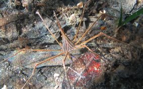 Yellowline Arrow Crab - Stenorhynchus seticornis