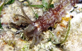 Beaded Sea Cucumber - Euapta lappa