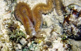 Beaded Sea Cucumber - Euapta lappa