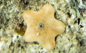 Cushion Sea Star - Oreaster reticulatus 