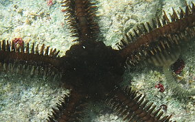 Blunt Spine Brittle Star - Ophiocoma echinata