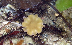 Spiny Leather Brittle Star - Ophiocoma echinata