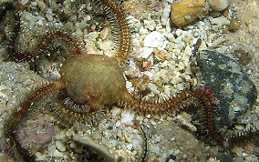 Blunt Spine Brittle Star - Ophiocoma echinata