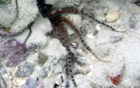 Blunt Spine Brittle Star - Ophiocoma echinata