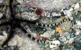 Blunt Spine Brittle Star - Ophiocoma echinata