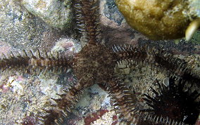 Spiny Leather Brittle Star - Ophiocoma echinata