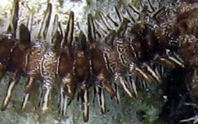 Blunt Spine Brittle Star - Ophiocoma echinata