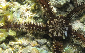 Spiny Leather Brittle Star - Ophiocoma echinata