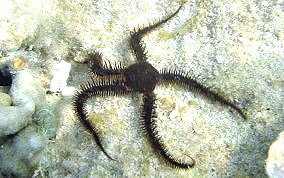 Blunt-Spined Brittle Star