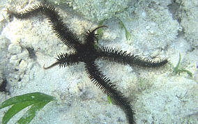 Blunt Spine Brittle Star - Ophiocoma echinata