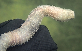 Burrowing Sea Cucumber - Holothuria arenicola