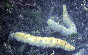 Burrowing Sea Cucumber - Holothuria arenicola