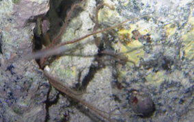 Crevice Brittle Star - Ophiopsila riisi