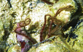 Crevice Brittle Star - Ophiopsila riisi