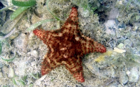 Cushion Sea Star - Oreaster reticulatus 