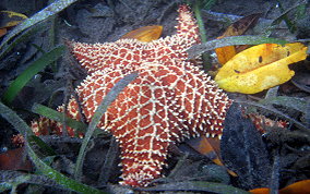 Cushion Sea Star - Oreaster reticulatus 