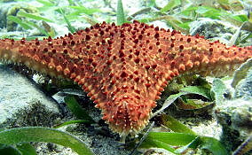 Cushion Sea Star - Oreaster reticulatus 