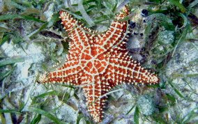 Normal Cushion Star