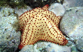 Cushion Sea Star - Oreaster reticulatus 