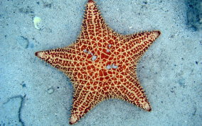 Cushion Sea Star - Oreaster reticulatus 