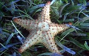 Cushion Sea Star - Oreaster reticulatus 