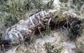 Donkey Dung Sea Cucumber - Holothuria mexicana 