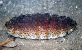 Donkey Dung Sea Cucumber - Holothuria mexicana 