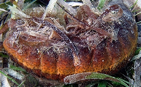 Donkey Dung Sea Cucumber - Holothuria mexicana 