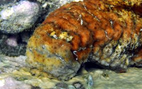 Five-Toothed Sea Cucumber - Actinopygia agassizii