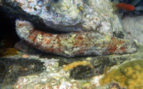 Five-Toothed Sea Cucumber - Actinopygia agassizii