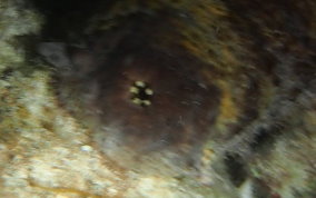 Five-Toothed Sea Cucumber - Actinopygia agassizii