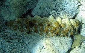 Florida Sea Cucumber - Holothuria floridana