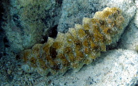 Florida Sea Cucumber - Holothuria floridana