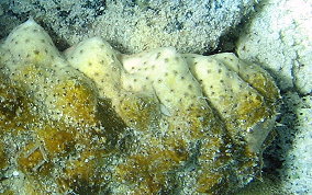 Florida Sea Cucumber - Holothuria floridana