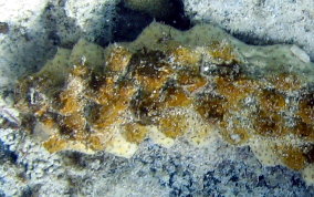 Florida Sea Cucumber - Holothuria floridana