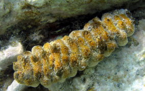 Florida Sea Cucumber - Holothuria floridana