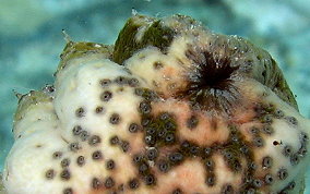 Florida Sea Cucumber - Holothuria floridana