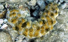 Florida Sea Cucumber