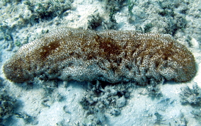 Furry Sea Cucumber - Astichopus multifidus