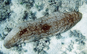 Furry Sea Cucumber - Astichopus multifidus