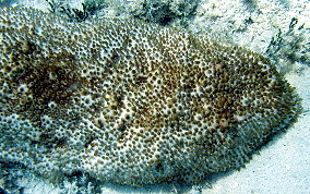 Furry Sea Cucumber - Astichopus multifidus