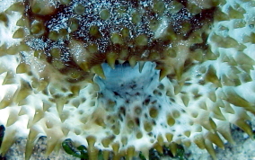 Furry Sea Cucumber - Astichopus multifidus