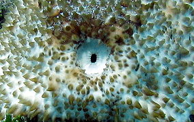 Furry Sea Cucumber - Astichopus multifidus