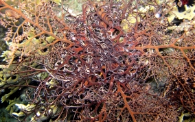 Giant Basket Star - Astrophyton muricatum