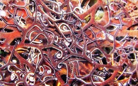 Giant Basket Star - Astrophyton muricatum