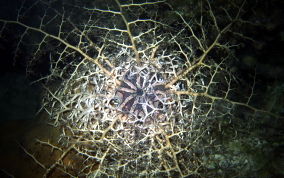 Giant Basket Star - Astrophyton muricatum