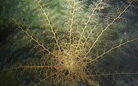 Giant Basket Star - Astrophyton muricatum