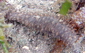 Grub Sea Cucumber - Pseudothyone belli